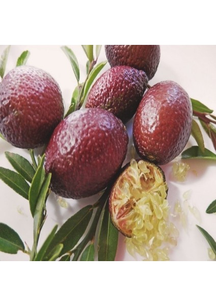 Tüplü Avustralya Blood Lime Limon Fidanı Meyve Verme Durumunda