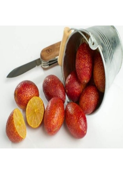 Tüplü Avustralya Blood Lime Limon Fidanı Meyve Verme Durumunda