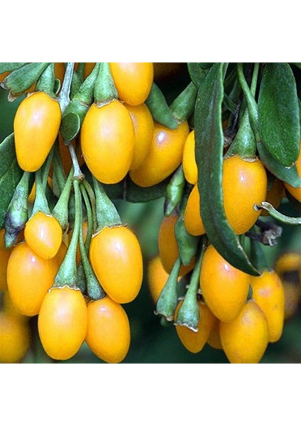 Amber Sweet Altuni Sarı Goji Berry Fidanı