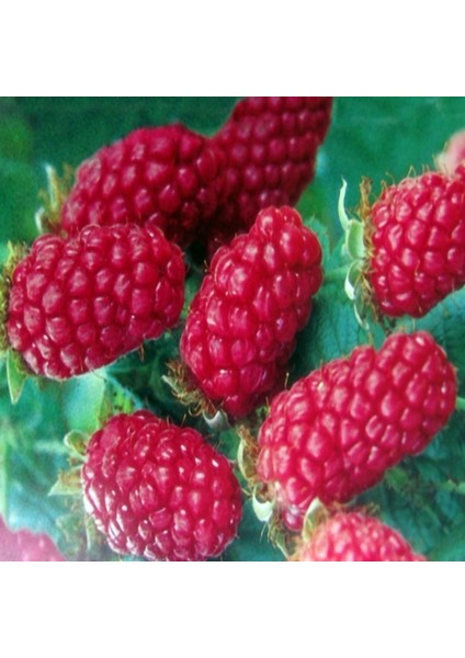 Tüplü Longanberry Fidanı