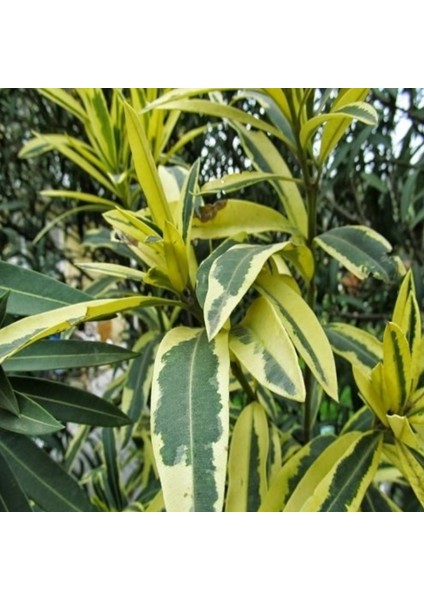 Tüplü Nerium Oleander Çift Renkli Alacalı Zakkum Fidanı