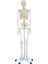 Insan Iskelet Modeli 180 cm - Iskelet Maketi 1