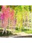Yapay Çiçekler, Yapay Wisteria, Ev Dekorasyonu, Ipek Yapılmış, 12 Parça - Sütlü Beyaz (Pembe) (Yurt Dışından) 2
