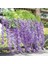 Yapay Çiçek Asma Ratta Asılı Çelenk Ipek Wisteria Çiçekleri (Yurt Dışından) 3