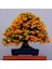 Tüplü Bodur Ateşdikeni Fidanı Bonsai Için Uygun Bitki 2