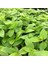 Tradescantia Flumensis Telgraf Çiçeği Fidesi(5 Adet) 1