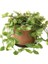 Tradescantia Flumensis Telgraf Çiçeği Fidesi(5 Adet) 2