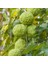 Tüplü Nadir Bulunan Maclura Pomifera Yalancı Portakal (Ayı Portakalı) Fidanı 2