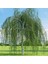 Tüplü Betula Alba Huş Ağacı Fidanı 3