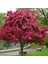 Tüplü Malus Floribunda Prunifolia Süs Elması Fidanı 1