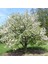 Tüplü Malus Floribunda Prunifolia Süs Elması Fidanı 5