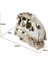 Tyrannosaurus Rex Kafatası Mağı Peyzaj Dekorasyon Balık Tankı Reçine Dinozor Kafatası Modeli Süslemeleri Ev Dekor | Süslemeleri (Yurt Dışından) 3