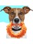 Pet Bite Geçirmez Squeak Çiğneme Topu Kauçuk Ses Büyük Köpekler Için Eğitim Komik Pet Kauçuk Çiğnemek Büyük Köpeklar Rastgele Gönderilir | (Yurt Dışından) 1