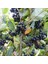 Viking Siyah Aronya Aronia Chokeberry Fidanı (10-20 Cm) 20 Adet 1