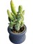 Hediyelik Kaktüs Opuntia Subulata (5.5 cm Beton Saksı Hediyeli) 1