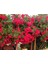 Tüplü Kokulu Kırmızı Cherry Belle Sarmaşık Gül FIDANI(120-160 Cm) 3