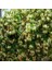 Tüplü Lonicera Caprifolium Hanım Eli Fidanı 5-6 Yaş (150-250 Cm) 1