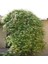 Tüplü Kokulu Lonicera Caprifolium Hanım Eli Fidanı (10 Adet) 1
