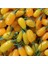 Amber Sweet Altuni Sarı Goji Berry Fidanı 1
