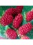 Tüplü Longanberry Fidanı 1