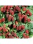 Tüplü Longanberry Fidanı 3