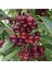 Tüplü Yarı Bodur Bigarreau Gaucher Kiraz Fidanı 1