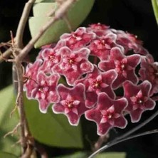 Day 50 Adet Karışık Renk Top Orkide Tohumu + 10 Adet Hediye Karışık Renk Gülü Tohumu