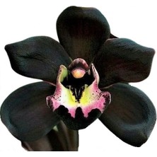 Day 50 Adet Siyah Renk Orkide Çiçek Tohumu + 10 Adet Hediye  Hollanda Gül Tohumu