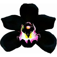 Day 10 Adet Siyah Renk Orkide Çiçek Tohumu + 10 Adet Hediye  Hollanda Gül Tohumu