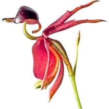 Day 25 Adet Karışık Renk Ördek Orkide Çiçek Tohumu + 10 Adet Hediye  Hollanda Gül Tohumu