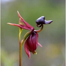 Day 25 Adet Karışık Renk Ördek Orkide Çiçek Tohumu + 10 Adet Hediye  Hollanda Gül Tohumu