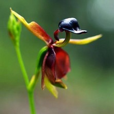 Day 25 Adet Karışık Renk Ördek Orkide Çiçek Tohumu + 10 Adet Hediye  Hollanda Gül Tohumu