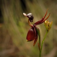 Day 50 Adet Karışık Renk Ördek Orkide Çiçek Tohumu + 10 Adet Hediye  Hollanda Gül Tohumu