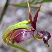 Day 25 Adet Karışık Renk Ördek Orkide Çiçek Tohumu + 10 Adet Hediye  Hollanda Gül Tohumu