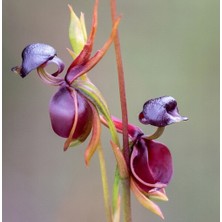 Day 10 Adet Karışık Renk Ördek Orkide Çiçek Tohumu + 10 Adet Hediye  Hollanda Gül Tohumu