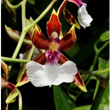 Day 50 Adet Karışık Balerin Orkide Çiçek Tohumu + 10 Adet Hediye  Hollanda Gül Tohumu