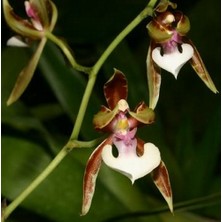 Day 25 Adet Karışık Balerin Orkide Çiçek Tohumu + 10 Adet Hediye  Hollanda Gül Tohumu