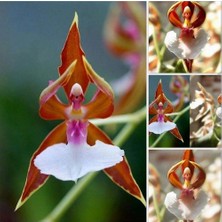 Day 100 Adet Karışık Balerin Orkide Çiçek Tohumu + 10 Adet Hediye  Hollanda Gül Tohumu