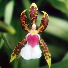 Day 50 Adet Karışık Balerin Orkide Çiçek Tohumu + 10 Adet Hediye  Hollanda Gül Tohumu