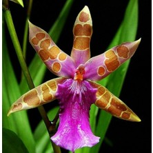 Day 25 Adet Karışık Balerin Orkide Çiçek Tohumu + 10 Adet Hediye  Hollanda Gül Tohumu