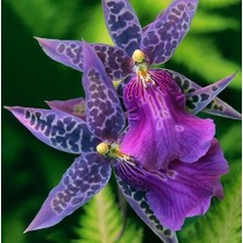 Day 10 Adet Karışık Balerin Orkide Çiçek Tohumu + 10 Adet Hediye  Hollanda Gül Tohumu