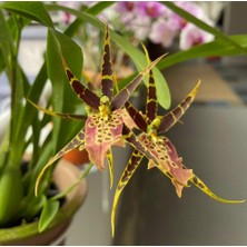 Day 10 Adet Karışık Balerin Orkide Çiçek Tohumu + 10 Adet Hediye  Hollanda Gül Tohumu