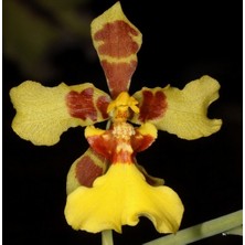 Day 25 Adet Karışık Balerin Orkide Çiçek Tohumu + 10 Adet Hediye  Hollanda Gül Tohumu