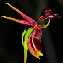 Day 50 Adet Karışık Renk Ördek Orkide Çiçek Tohumu + 10 Adet Hediye  Hollanda Gül Tohumu