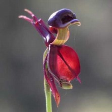 Day 10 Adet Karışık Renk Ördek Orkide Çiçek Tohumu + 10 Adet Hediye  Hollanda Gül Tohumu