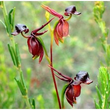 Day 10 Adet Karışık Renk Ördek Orkide Çiçek Tohumu + 10 Adet Hediye  Hollanda Gül Tohumu