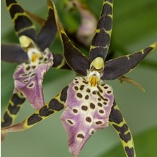 Day 100 Adet Karışık Balerin Orkide Çiçek Tohumu + 10 Adet Hediye Hollanda Gül Tohumu