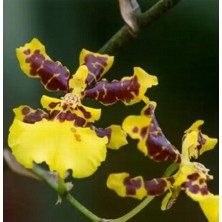 Day 10 Adet Karışık Balerin Orkide Çiçek Tohumu + 10 Adet Hediye  Hollanda Gül Tohumu