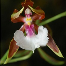 Day 10 Adet Karışık Balerin Orkide Çiçek Tohumu + 10 Adet Hediye  Hollanda Gül Tohumu