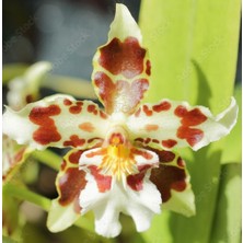 Day 50 Adet Karışık Balerin Orkide Çiçek Tohumu + 10 Adet Hediye  Hollanda Gül Tohumu